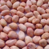 Good quality peanuts 100% Natural Peanut without shell