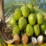 Green Young Coconut, Organic Fresh Coconut Milk Wholesales