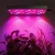 High Lumen High Quality 600W LED Grow Light Full Spectrum for Indoor Hemp Growing