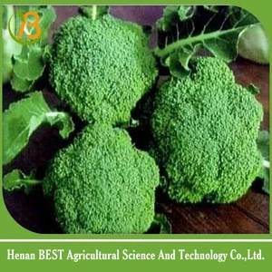 High quality Chinese Fresh Broccoli Price for Sale