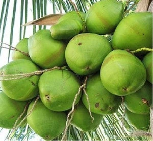 High Quality Fresh tasty Water Coconuts
