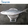 High Quality Frozen Seafood Exporter