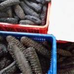 High Quality Sea Cucumber Theleonata ananas