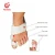 Import High Quality Soft Gel Toe Separator Medicus Valgus Pro for Bunion corrector from China