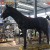 Import High Simulation Garden Decoration Resin Life Size Artificial Animatronic Horse from China