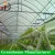 Import Hot sale complete hydroponics plastic film greenhouse from China