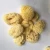 Import Hot sale Natural sea Sponge from China