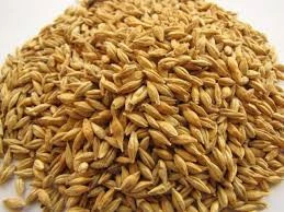 Hulled Barley / 100% Natural Non GMO