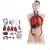 Import Human body model    Detachable Human Organs Torso Anatomy Model from China