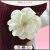 Import Ivory White Large Hydrangea Hair Flower Accessories in Hairgrips 10HA from China