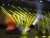 Import light wedding party show dj disco sharpy beam 200w 5r moving head light/beam 200 moving head/5r beam from China
