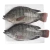 Import Live Fish Best Fresh Frozen Black Gutted Scaled Whole Tilapia (oreochromis mossambicus) from China