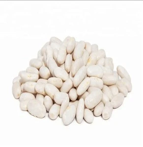 Long Shape white kidney beans
