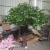 Import Looks Old Artificial Big Oak Trees Ficus Tree for Decoration from China