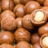 MACADAMIA NUTS FOR SELL