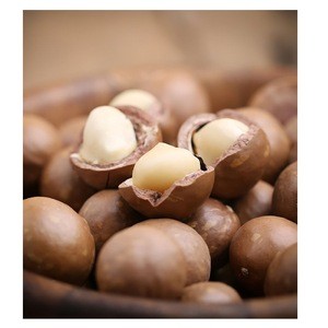 Macadamia nuts Wholesale supplier 100% High quality cheap rate Bulk Quantity