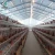 Import Modern Design Egg Poultry Chicken Farming from China