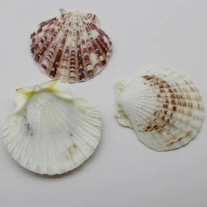 Natural Sea Shells Natural Scallop for cooking, baking and serving foods