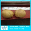 New crop fresh yellow potato