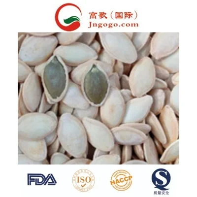 New Crop Snow White Pumpkin Seeds for Exporting