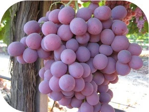 organic fresh egyptian grapes