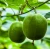 Import Organic Monk fruit extract 100:1 powder mogroside v 30%-50% from China