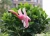 Import Osgoodway Good Quantity Cheap Hot Sale Plastic Pink Garden wind fans flamingo for Decor from China