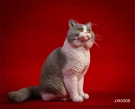 Outdoor Animal Sculpture Life Size cat sculpture Resin Cat Statue