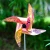 Import Pinwheel Waterproof ground plug solar windmill light for patio courtyard garden park pathway outdoor LED decoration from China