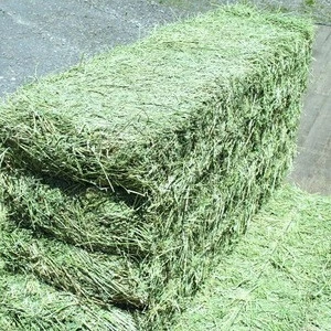 Premium Alfalfa Hay, Rhodes Grass, Oats Hay Ready / Oats Hay Animal Feed for Sale