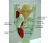 Import Professional Magnified Human Larynx Joint Simulation Model Medical Anatomy/ Biological anatomy model from China