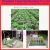 Import Radish cabbage celery green onion lettuce spinach seed planter seeder from China