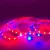 Import Red Blue 5:1 LED Plant Light, 3pcs 1.64ft/strip LED Grow Light Strip Flexible Soft Strip Light with USA Power Adaptor from China