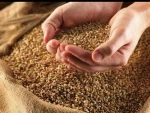 Red Sorghum.