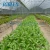 Import Roof vent vegetable greenhouse with excellent natural ventilation from China