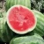 Import SEEDS OF WATERMELON FOR CULTIVATION from China