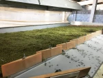 Sortex Quality Dried Green Mung Beans Wholesale Price