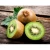 Import Super and Adorable Fresh Kiwi Fruit from South Africa from Austria
