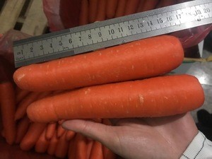 vegetable carrot varieties fresh carrot export