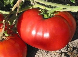 Wholesale Bulk Fresh Tomatoes best quality