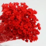 Wholesale DIY natural flowers Little Star Flowers Preserved Foliage Decoration for Wedding Decoration