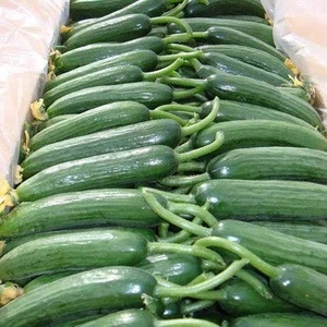 Wholesale Fresh Cucumber / Price Of Fresh Cucumber / Fresh Cucumber