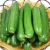 Import Wholesale Fresh Cucumber / Price Of Fresh Cucumber / Fresh Cucumber from South Africa