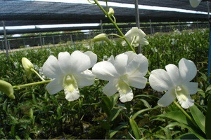 Wholesale Fresh Dendrobium Big White Thai Orchid Cut Flower - Premium Quality @ Best Price Try us!!