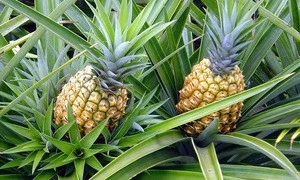 Wholesale Fresh Pineapple / Pineapple Fruit Price / Bulk Fresh Fruit Pineapple .