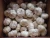 Import WHOLESALE GARLIC 2020 CROP  FROM CHINA from China