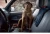 wholesale pet dog car safety seat belt  nylon car seat belt for dog