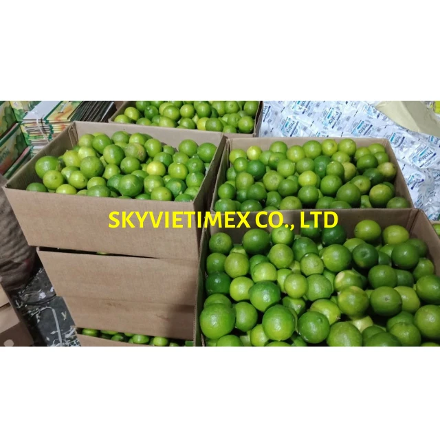 WHOLESALE VIETNAM CITRUS FRUIT FRESH GREEN SEEDLESS LIME GREEN LEMON/  WHATSAPP +84964672086