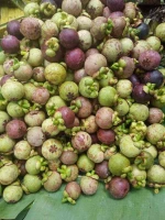 Mangosteen Tropical Fruits