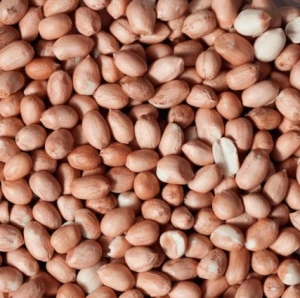Wholesale Long and short Raw Peanuts